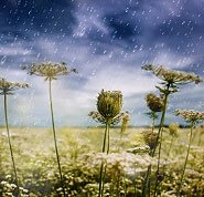 God's creation - Photo of rain falling on plants, showing the process of evaporation and water distribution on our planet.